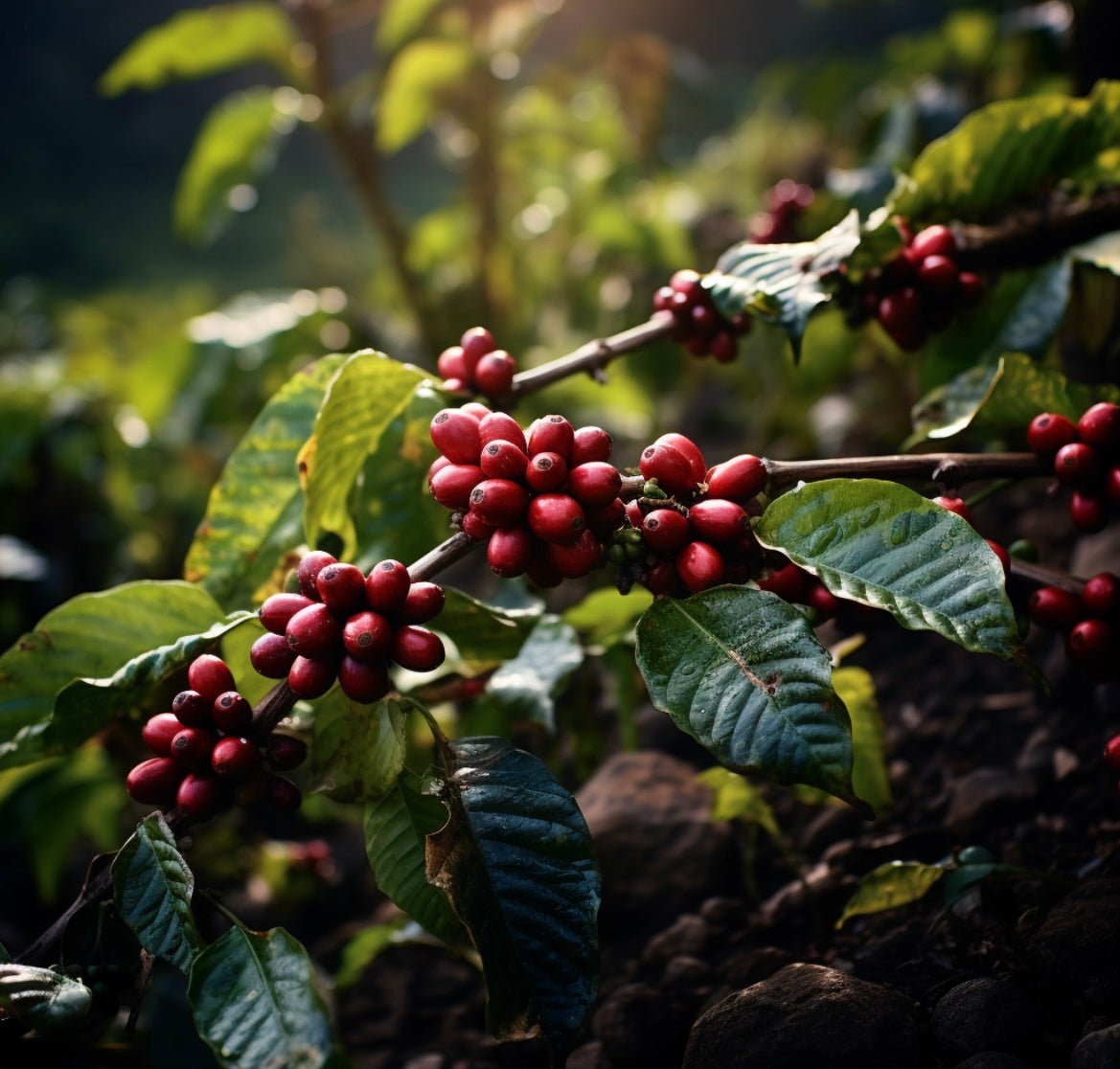 The origin of coffee - Mahogany Queen