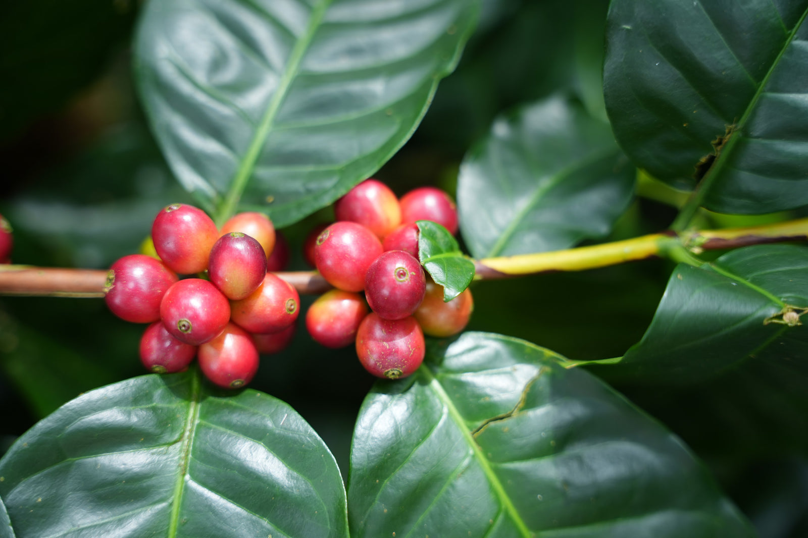 Photo Credit: Ariel Capturez