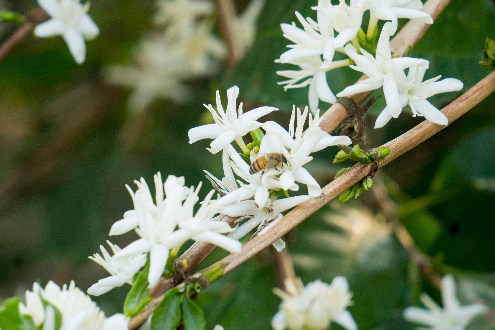 Bee pollinating a coffee flower: Credit. World Coffee Research